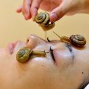 snail