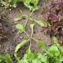 솔밭농장 이미지