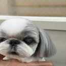 피카소 동물병원 미용 이미지