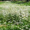 수 그린웨이 이미지