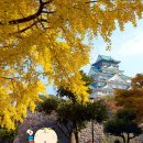 단풍세탁 이미지