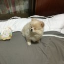 룰루랄라 네이버블로그