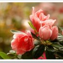 아젤리아 이미지