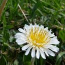 하얀민들레 이미지