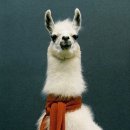 사계절세탁 이미지