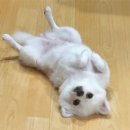 롯데동물메디컬센터 이미지