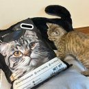 meow meow | [고양이모래추천] 먼지없는 벤토나이트 찾는다면? MEOW 고양이모래 10kg 실사용 후기!