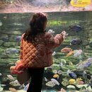 아이랑 제주여행 ‘아쿠아플라넷 제주’ (아쿠아리움 후기)