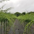 맹씨네 농장 이미지