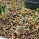 빛고을농장 이미지