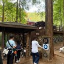 장태산 노랑펜션 | [대전] 11월여행지 장태산 자연휴양림 실시간 단풍 애견동반 후기