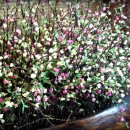 소망연합의원 이미지