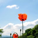 양귀비 - 군산시 중앙로 80-14 | 양귀비