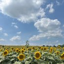 해바라기농장 | 캐나다여행 토론토근교여행 해바라기농장 방문후기