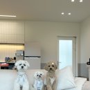 상주애견 이미지