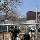 차리농장 | 유진목장 본치즈어리, 울산 부산근교 아이와 겨울방학 실내 체험 놀거리, 피자 만들기 만족 후기