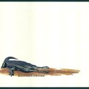 사르코수쿠스 이미지