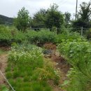 장미꽃핀집 이미지