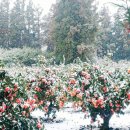 오롯한집 이미지