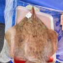 영산포홍어 이미지