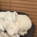 경기도 가평 애견펜션 벨르앙쥬 내돈내산 자세한 후기