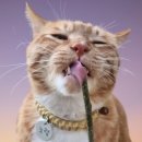 슬기로운 동물병원 이미지