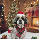 해뜰동물병원 이미지