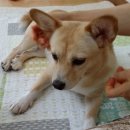 코기절미 이미지