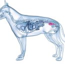 24시 웰니스 동물 의료센터 이미지