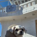 월화엔 독채펜션 | 강릉 중앙시장 근처 반려견 동반독채펜션 월화엔