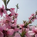 고향의봄 이미지