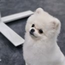 나래애견 이미지