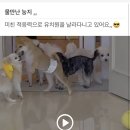 전포유치원 | [부산/ 부전 강아지 유치원] 서면전포부전 &#39;놀다올개&#39; 1년차 후기