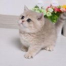 라온캣 대구고양이분양 낭만펫 강아지분양 대구점 이미지