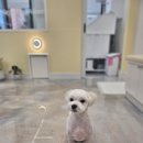 아모르 펫 살롱 이미지