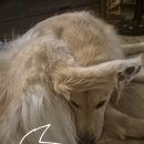 배때기네하우스 | 영주 [배때기네하우스] 달마루 방문후기/ 내돈내산 솔직후기/ 애견카페/ 대형견가능!/ 영주여행