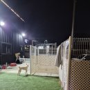 아리가독 | 광주광역시 대형견 카페 추천 &#39;독벤져스&#39; 내돈내산 후기