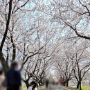 계양천 산책로 공중화장실 | 경기도 벚꽃 축제 가볼만한곳 2026년 계양천벚꽃축제 위치 및 주차