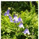 2025년 8월 5일(화) 태백 해바라기&amp;만항재 야생화 축제 자료방 이미지