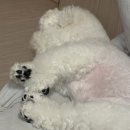 CU세종 장군행복점 | 행복했던 긴 추석연휴를 곁들인 10월 일상 몰아보기