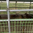 칠곡양떼목장 이미지