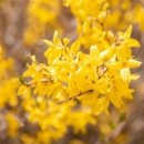 개나리세탁 이미지