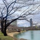 [서울]잠실 석촌호수 3월 마지막 주 벚꽃 현황&amp;동호 서호 후기