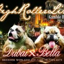 벨라켄넬 이미지