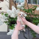 로로동물병원 이미지