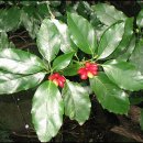 조경기능사(실기) 이미지