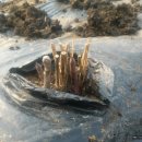 감자마을 이미지