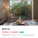 폴개우영 네이버블로그