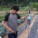 [20160607] 방울토마토와 고추를 사수해라!! 단양 한드미마을 농촌유학센터 지주대 세우기~!! 이미지