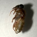 바로아 응애(Varroa mite)가 있는 꿀벌에 대한 자연 치료법 이미지